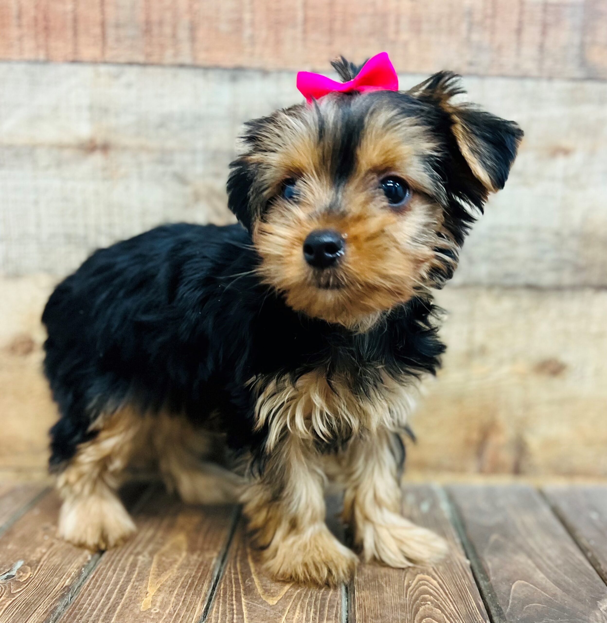 Yorkie