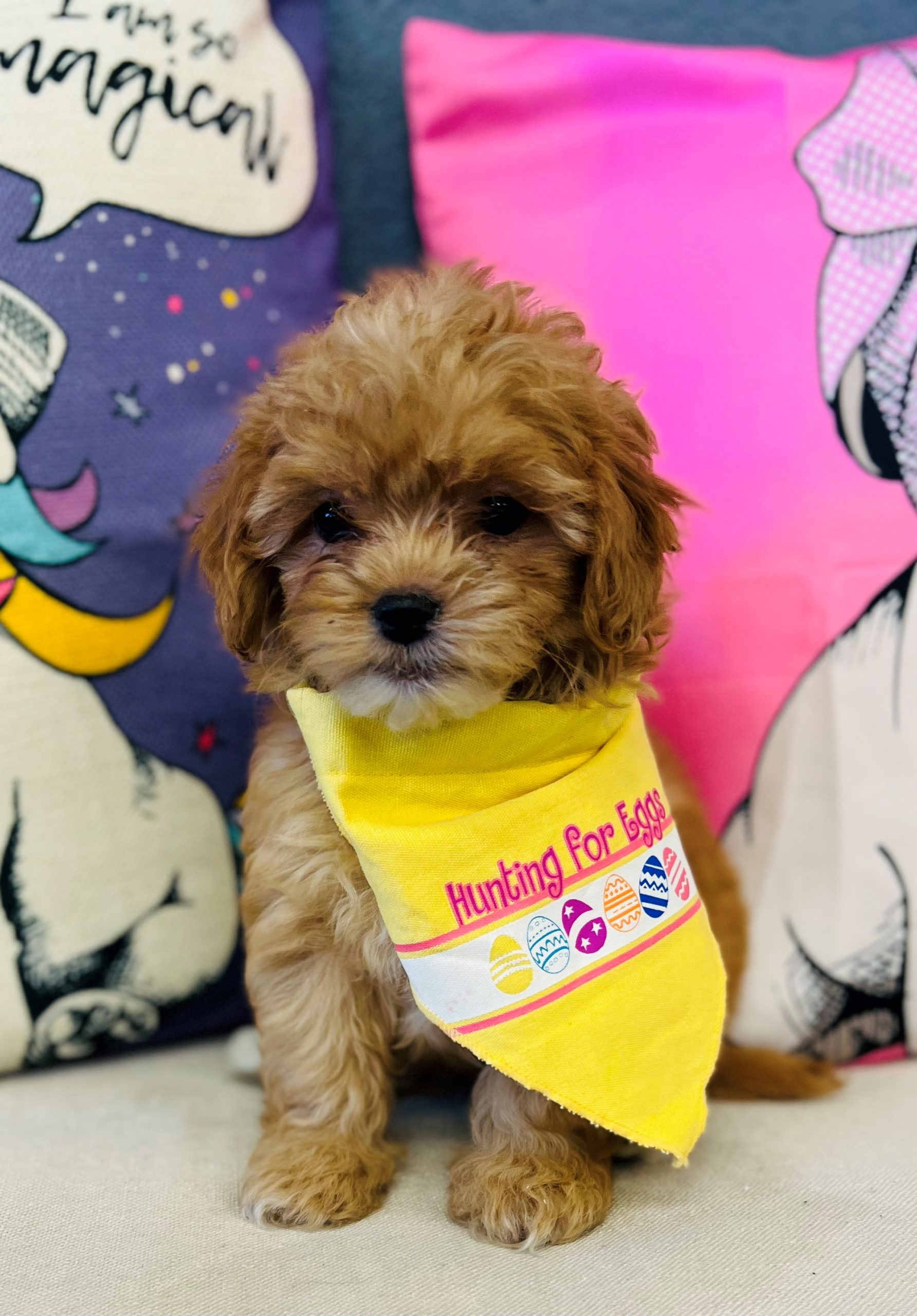 Shihpoo