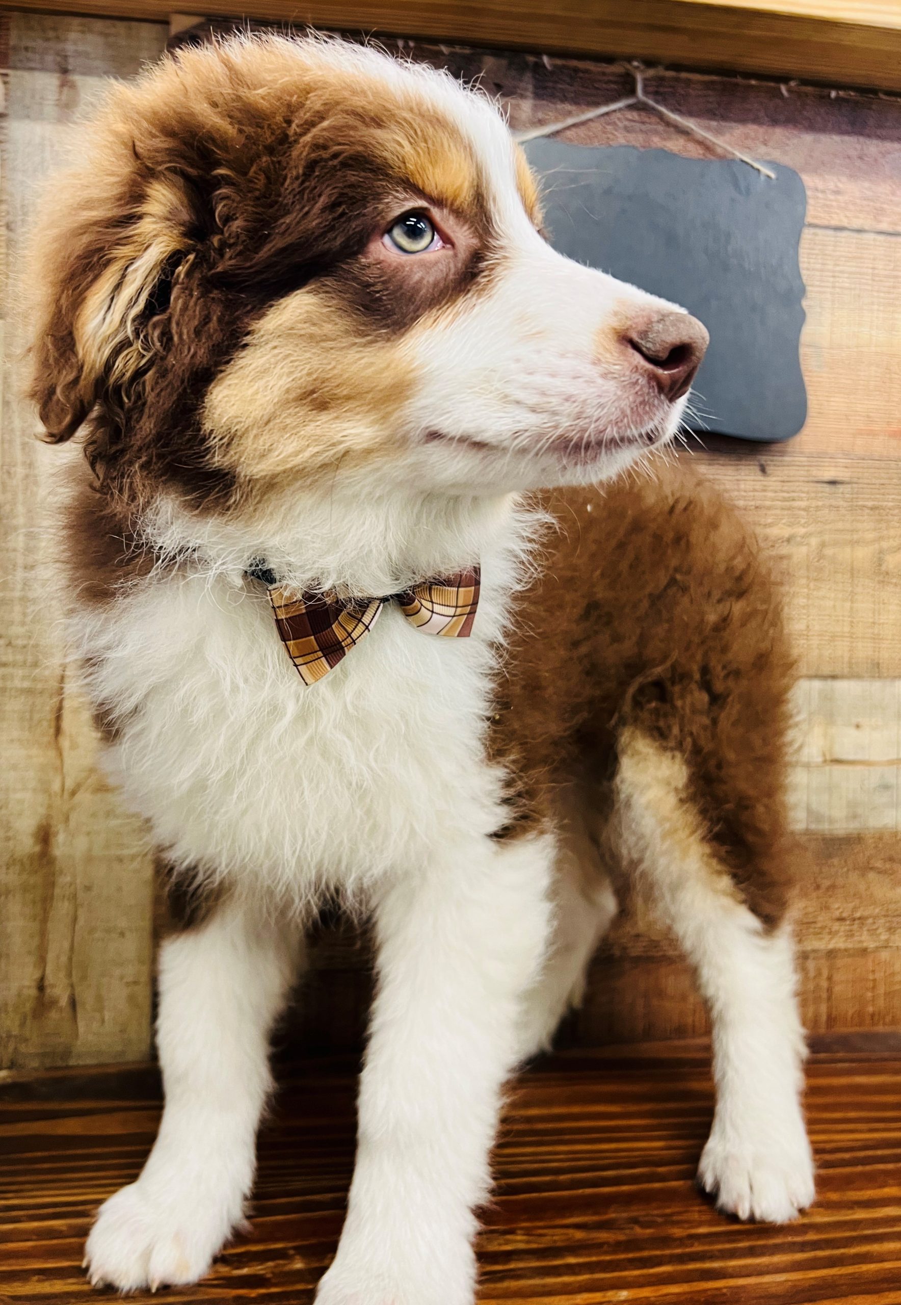 Aussie