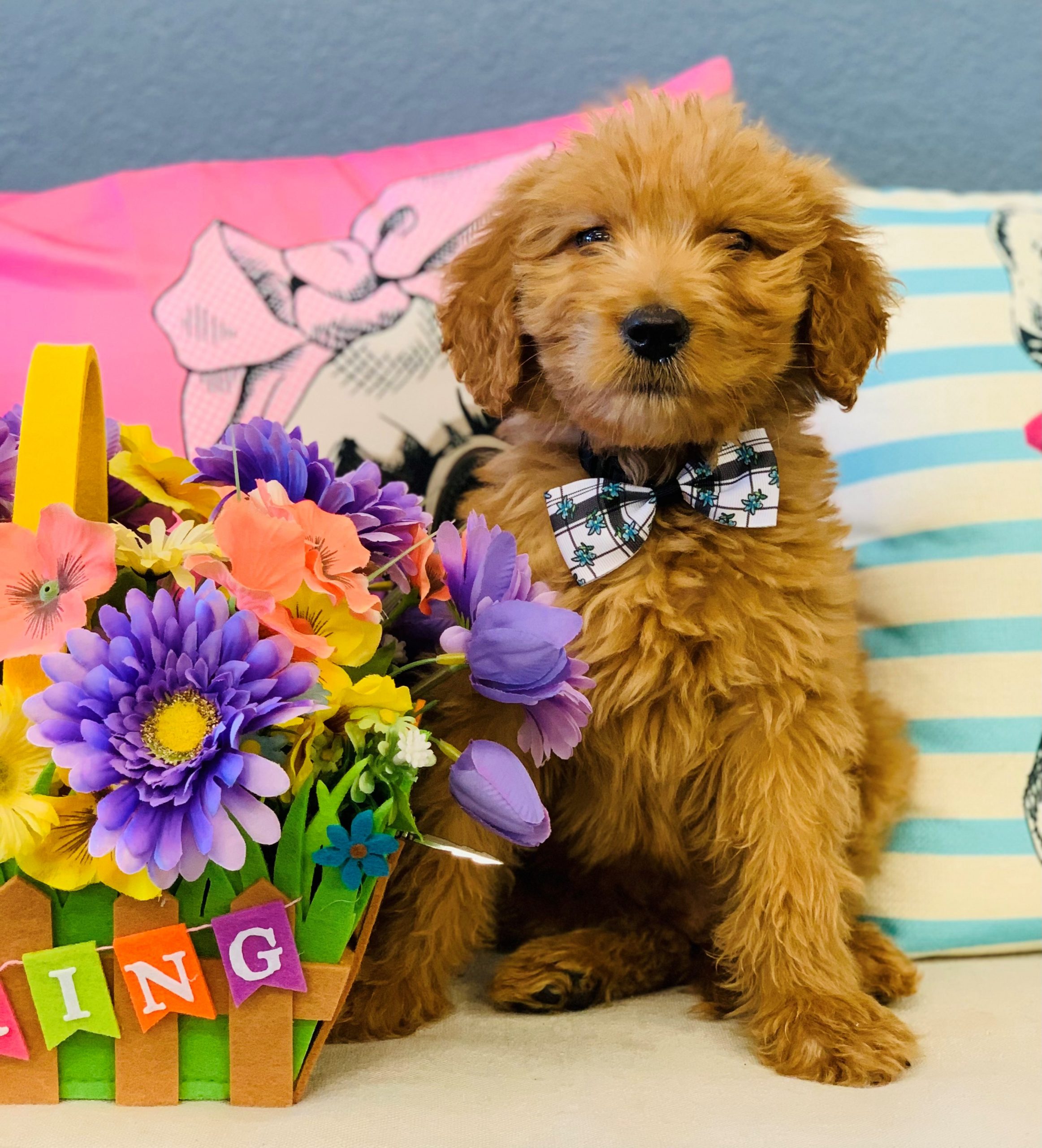 Goldendoodle