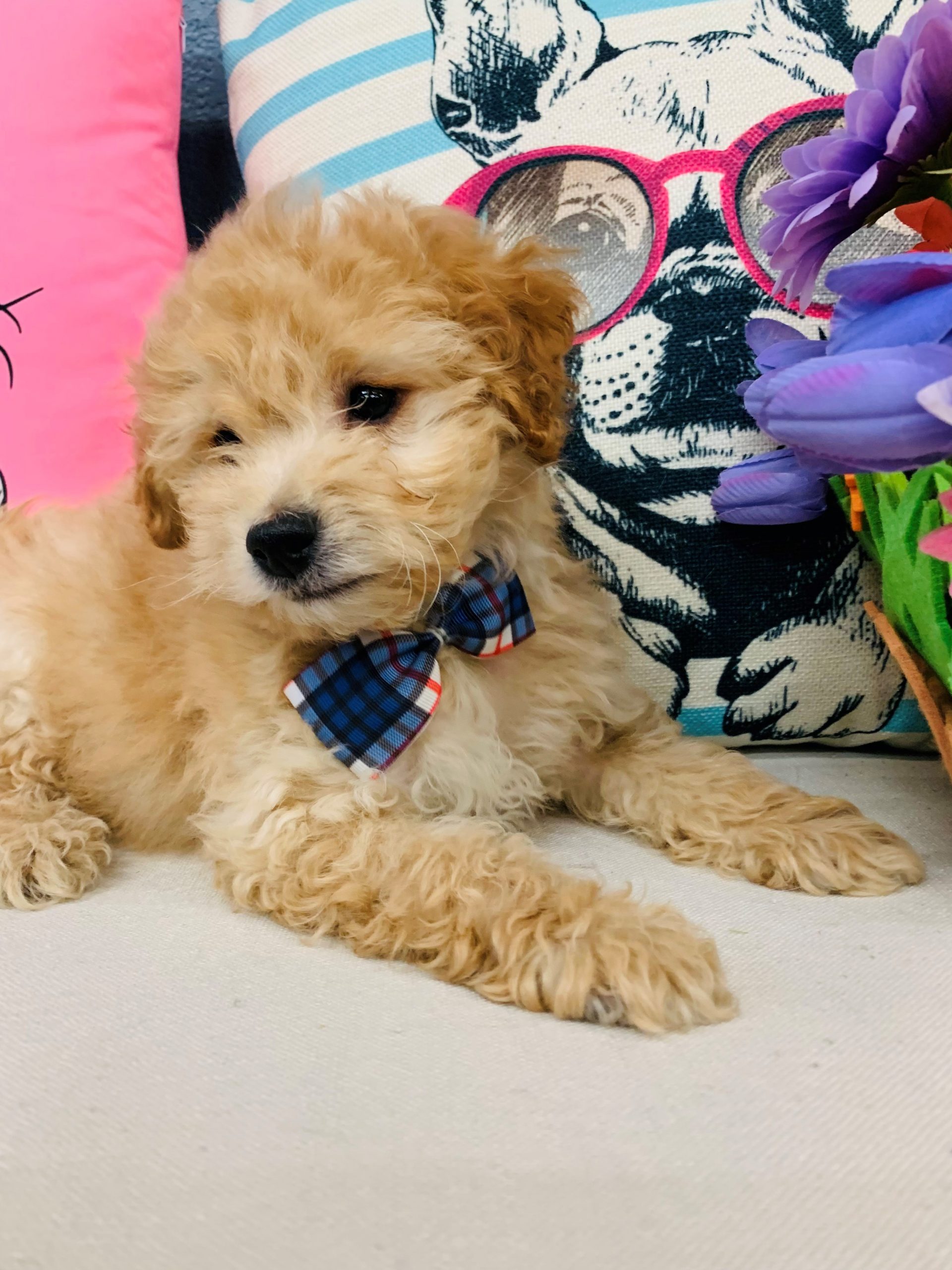 Mini Goldendoodle