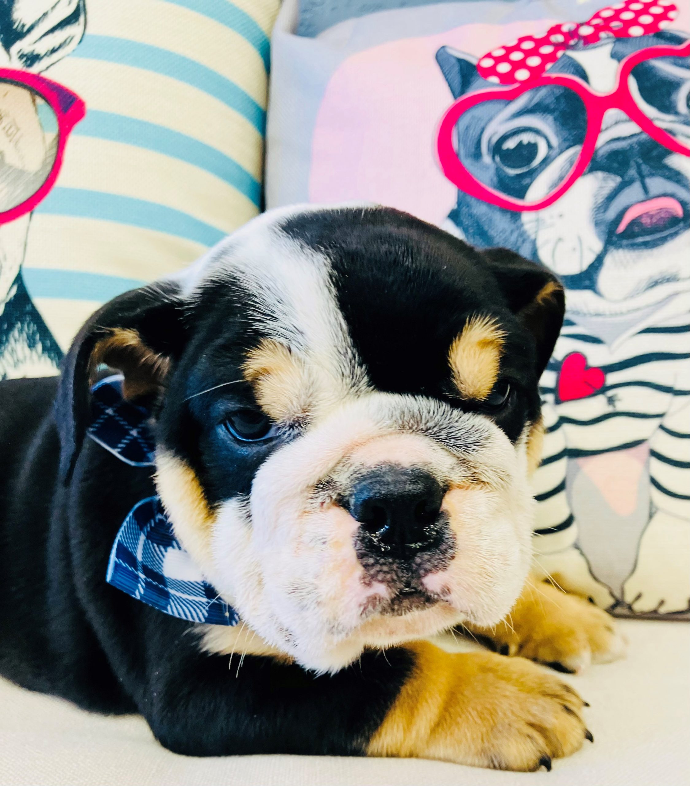 English Bulldog