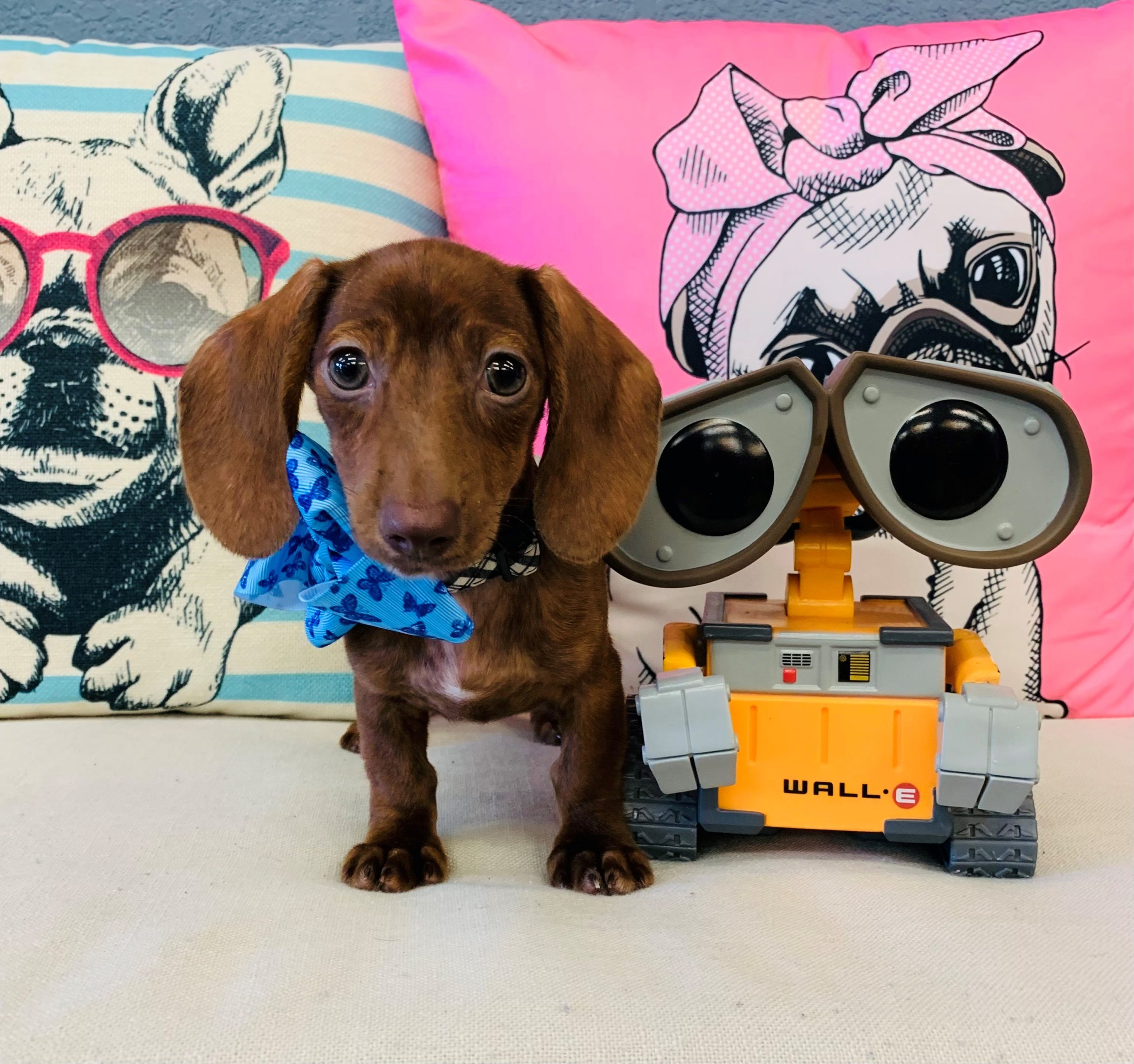 Dachshund