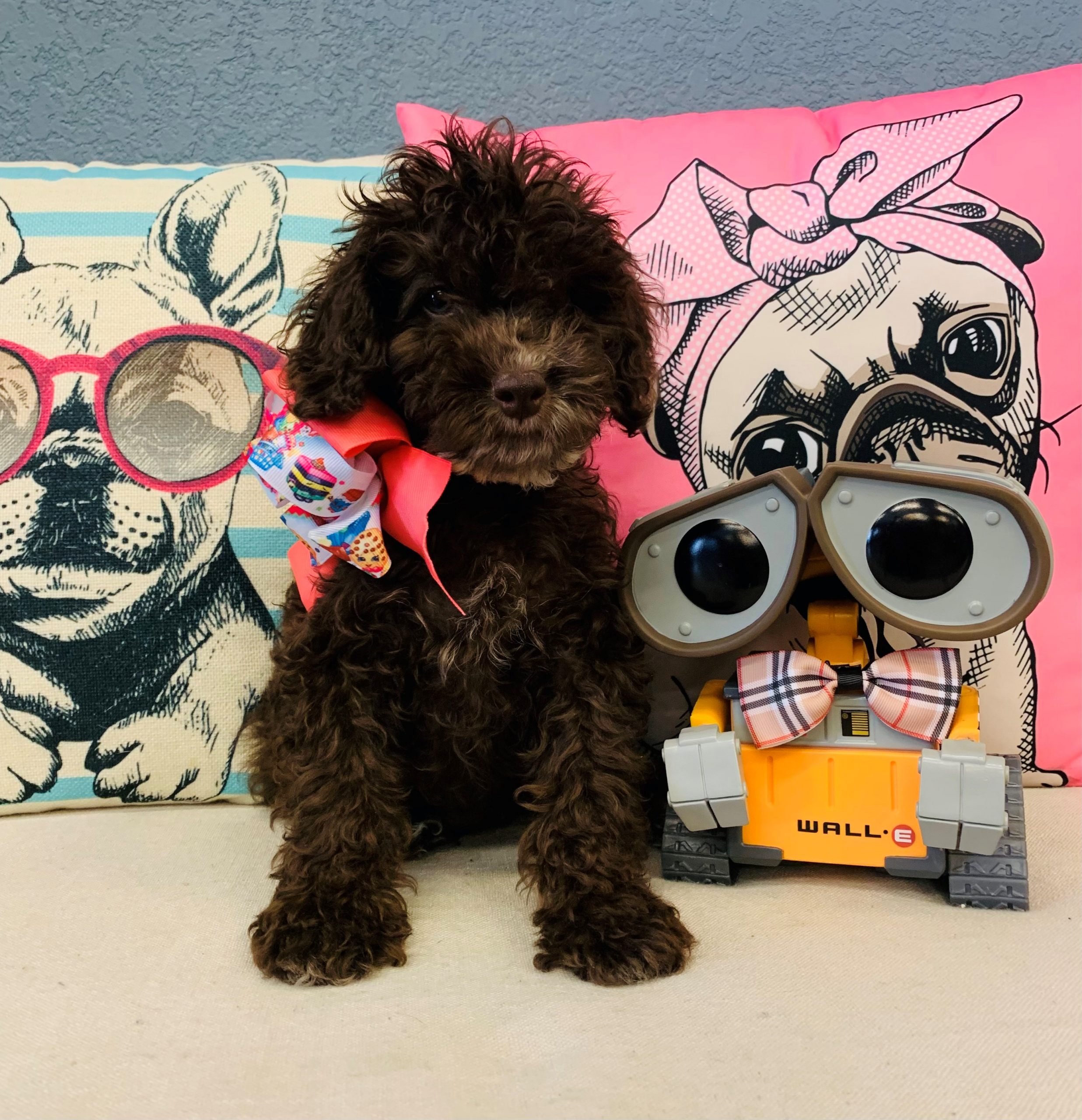 Cockapoo