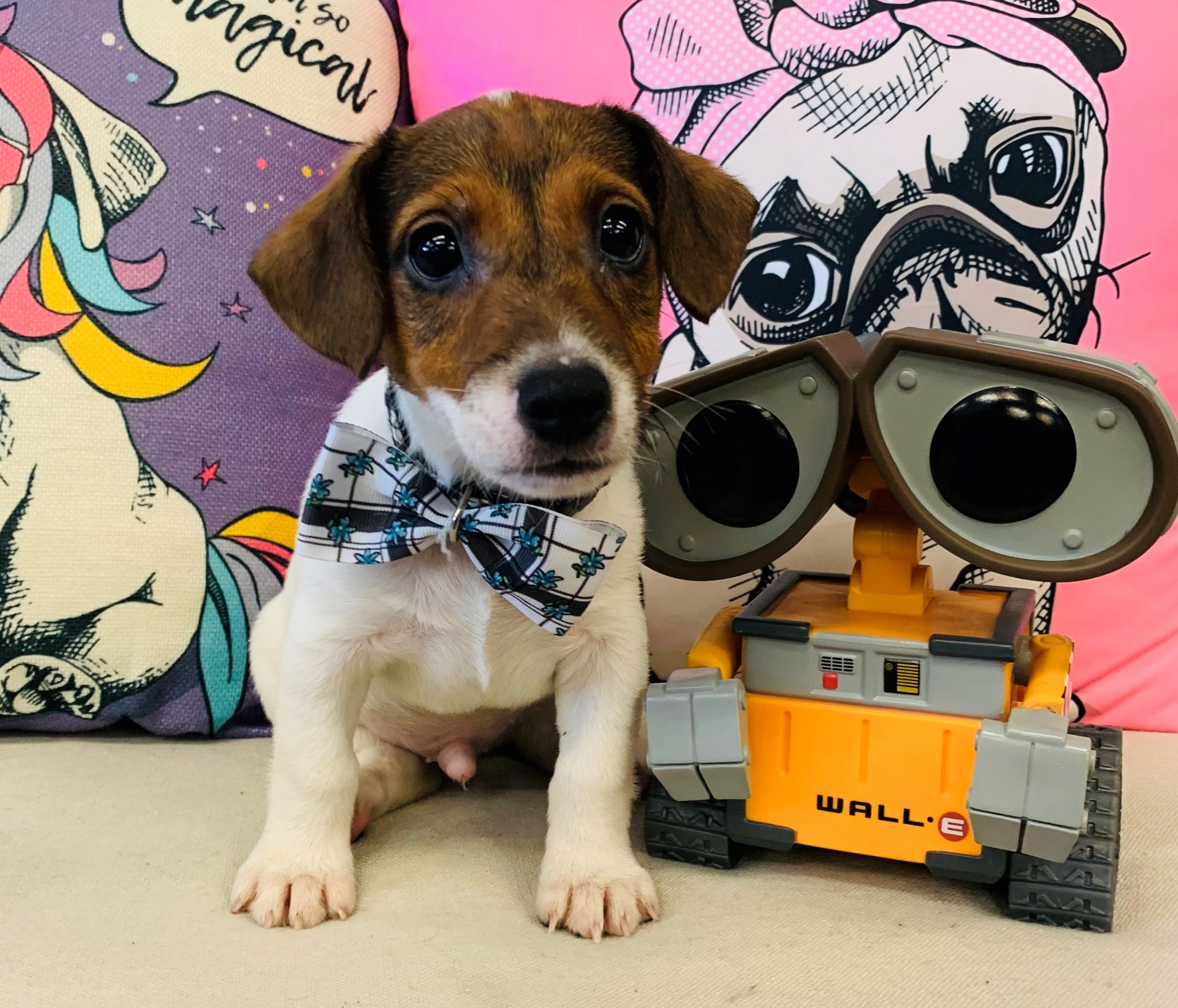 Jack Russell Terrier