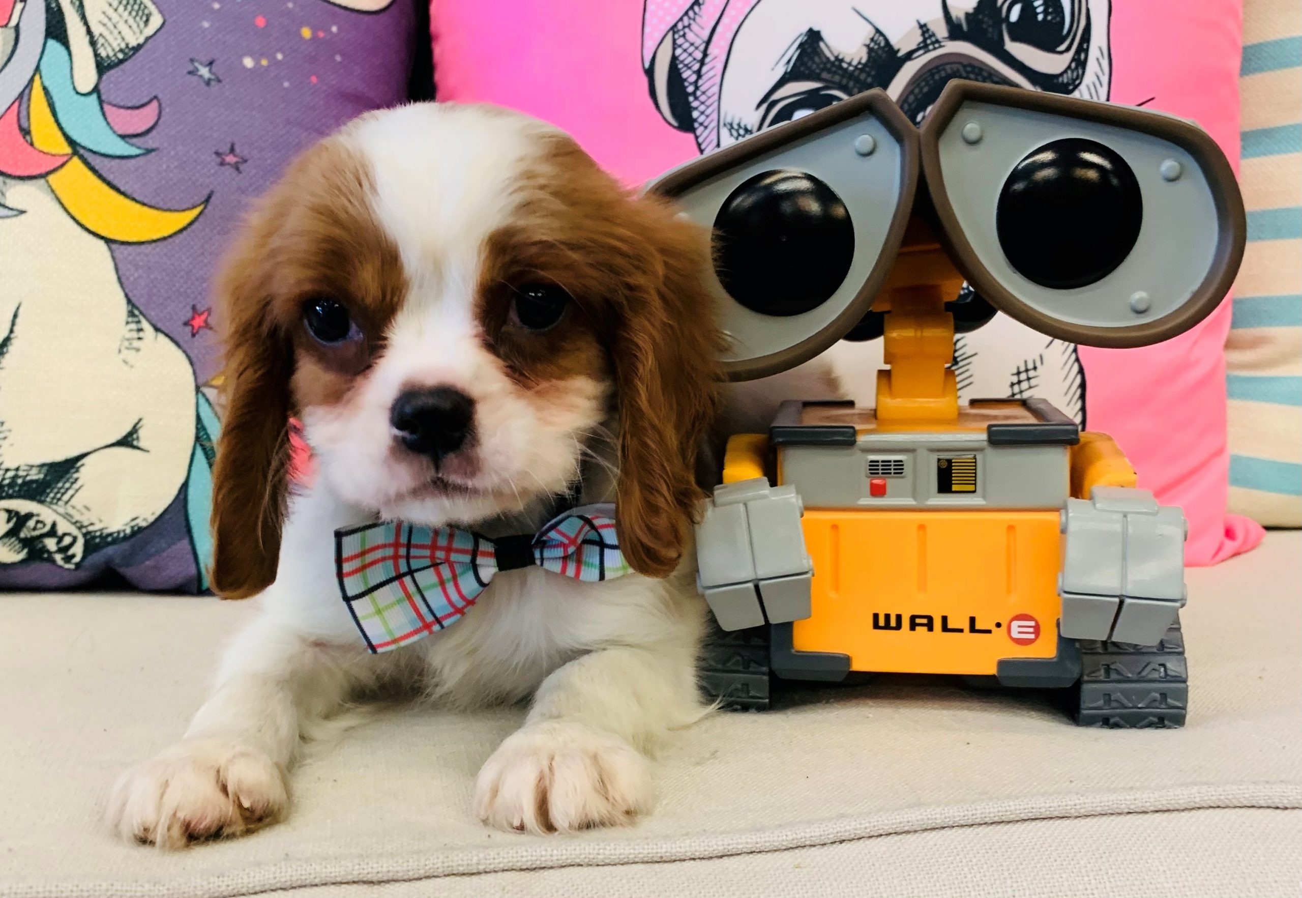 Cavalier King Charles