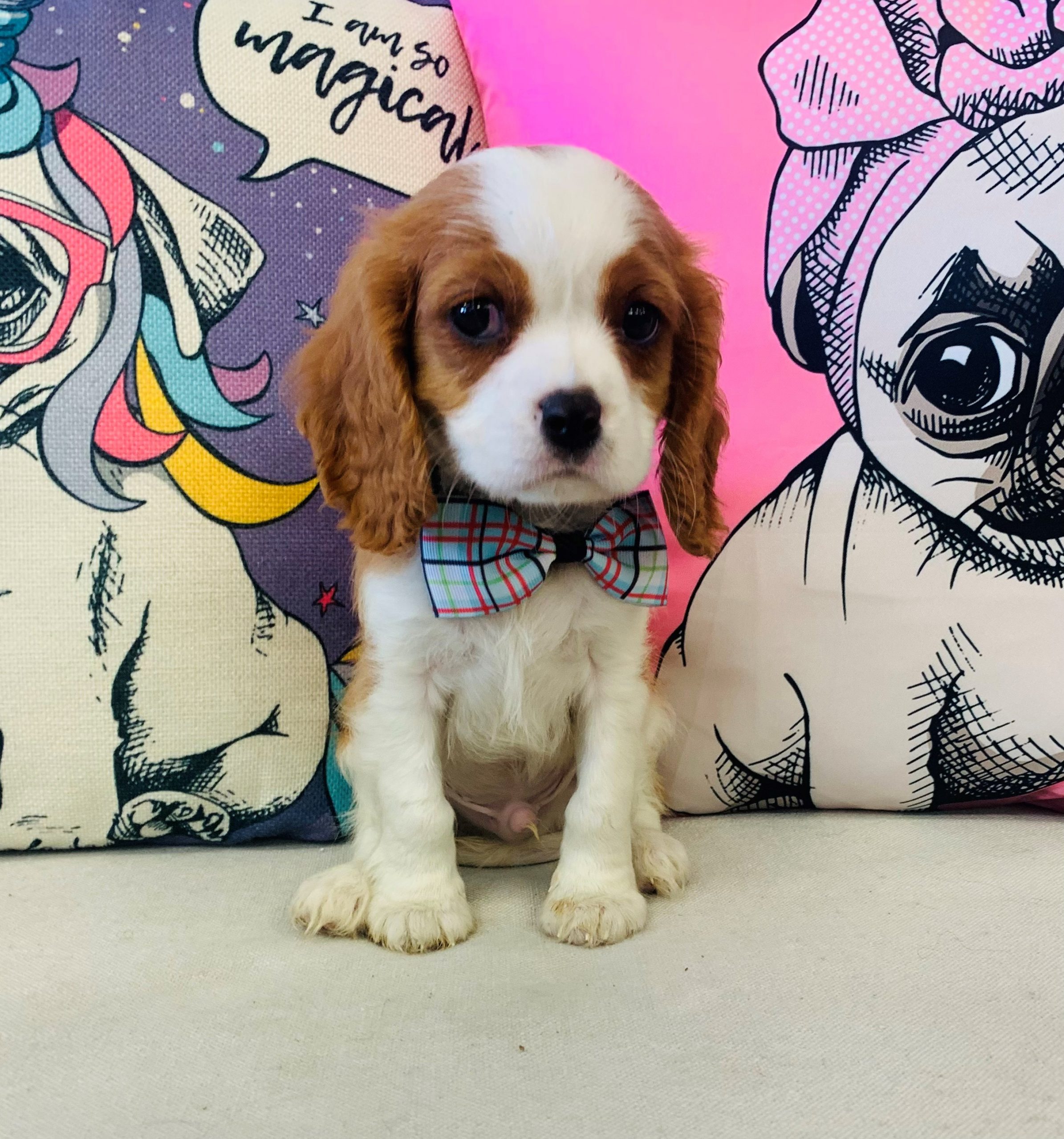 Cavalier King Charles
