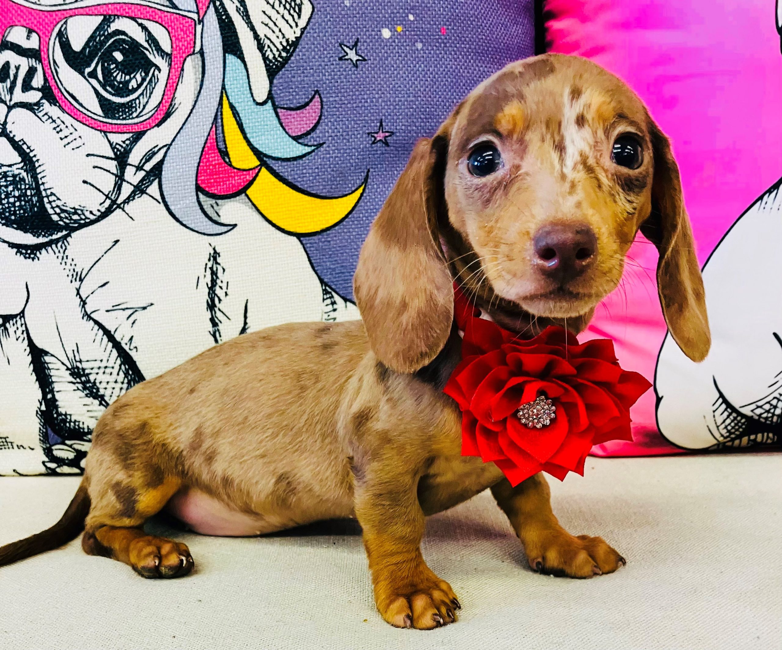 Dachshund