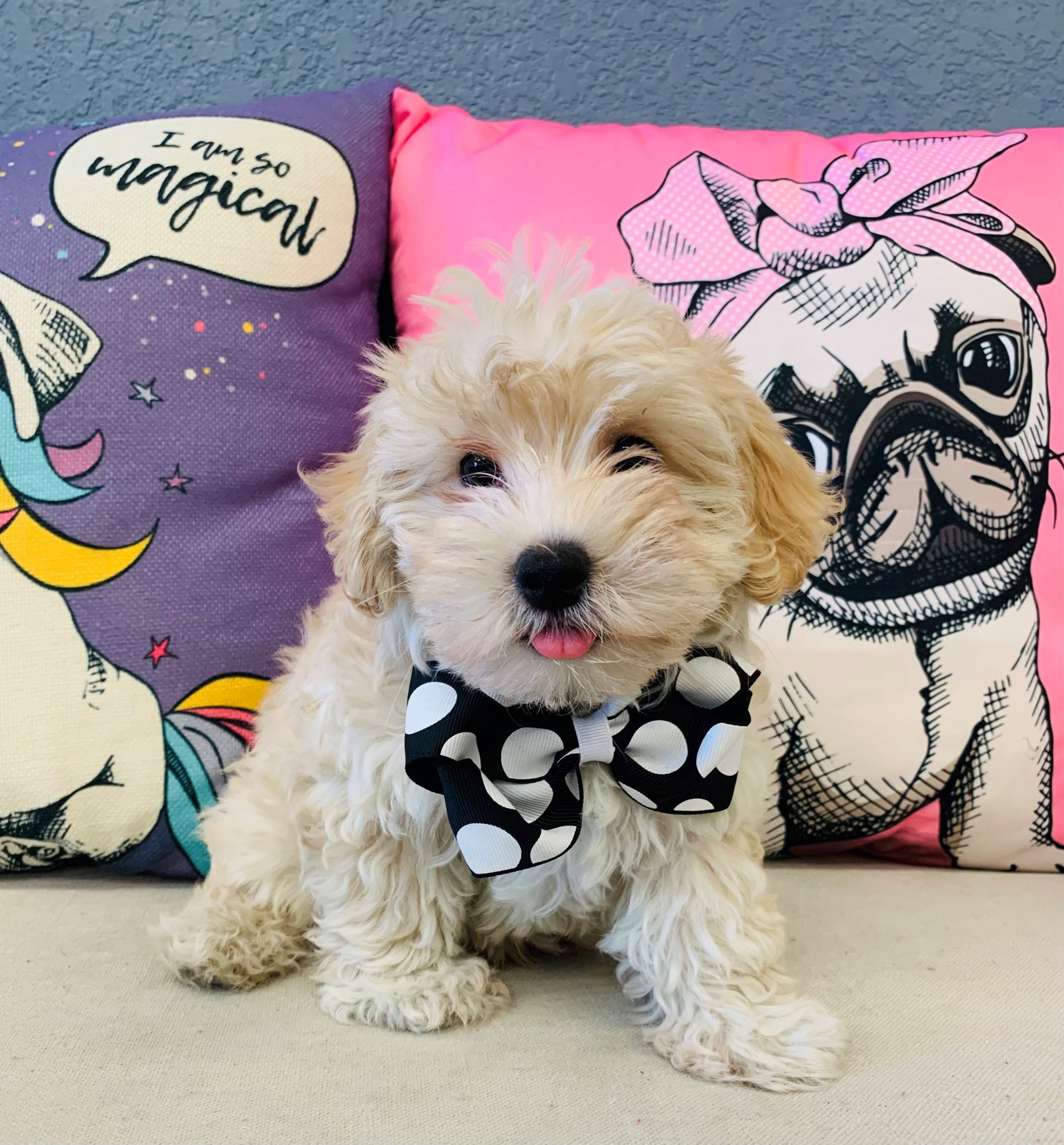 MaltaPoo
