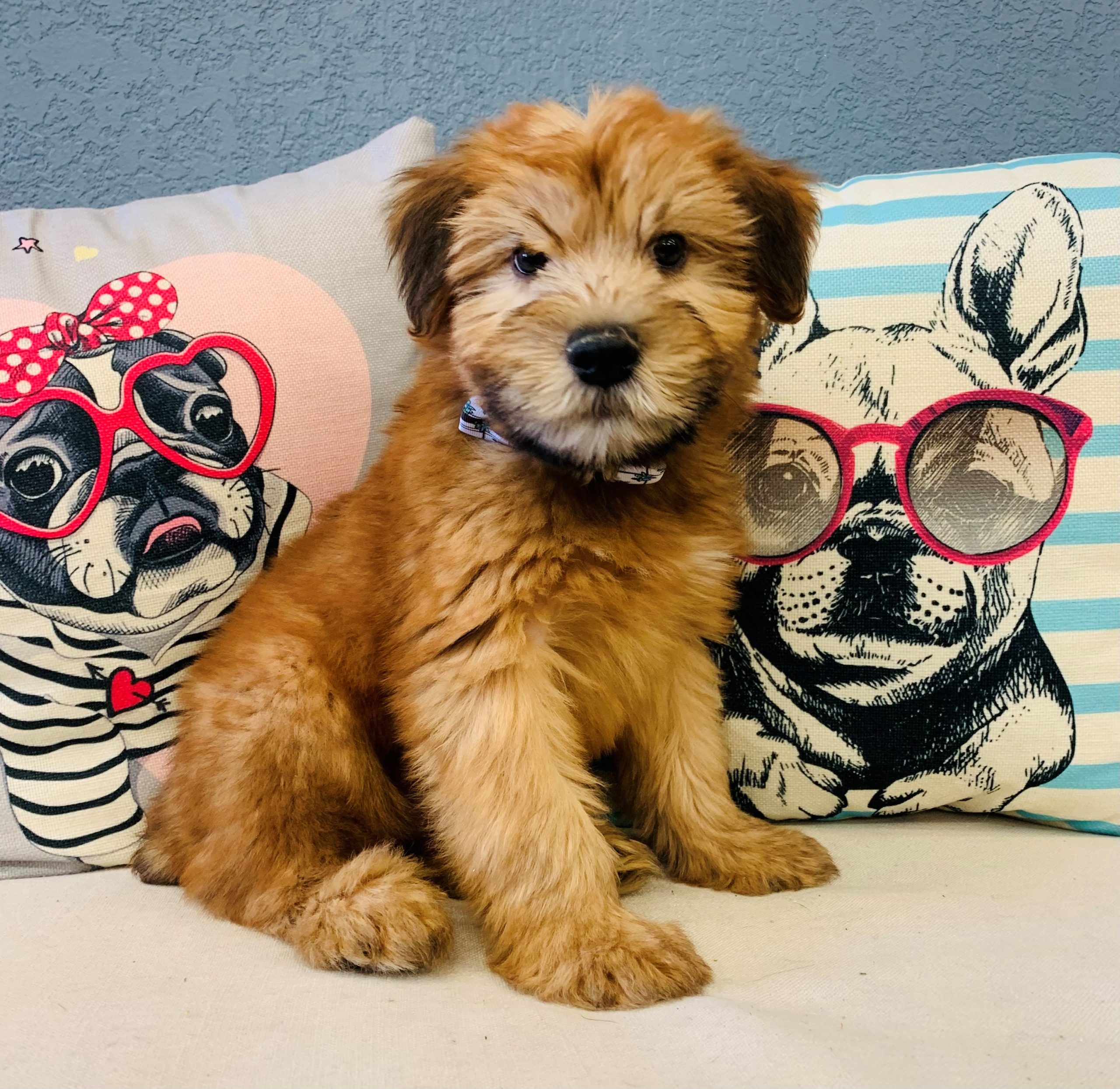 Soft Coated Wheaten Terrier
