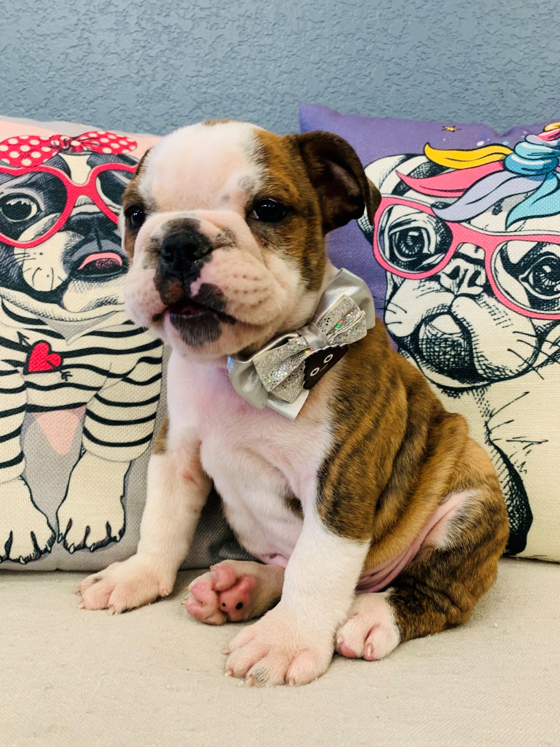 English Bulldog