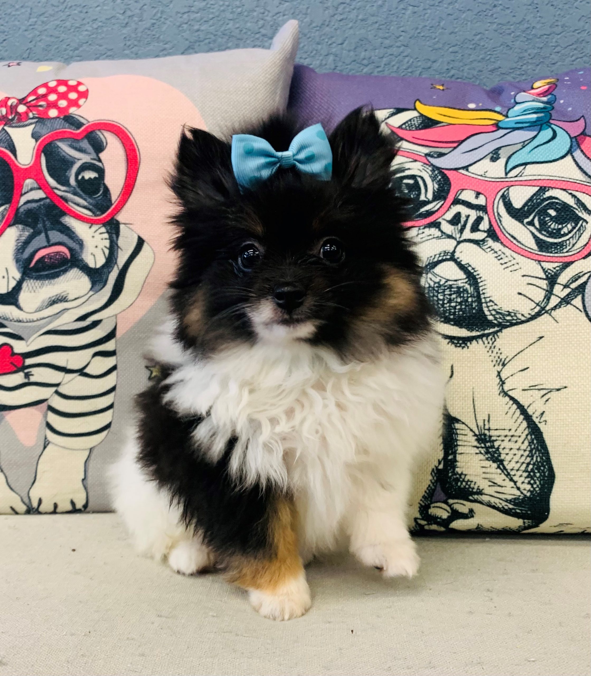 Pomeranian