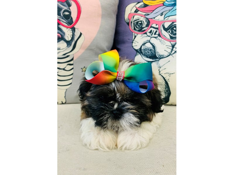 Shih Tzu