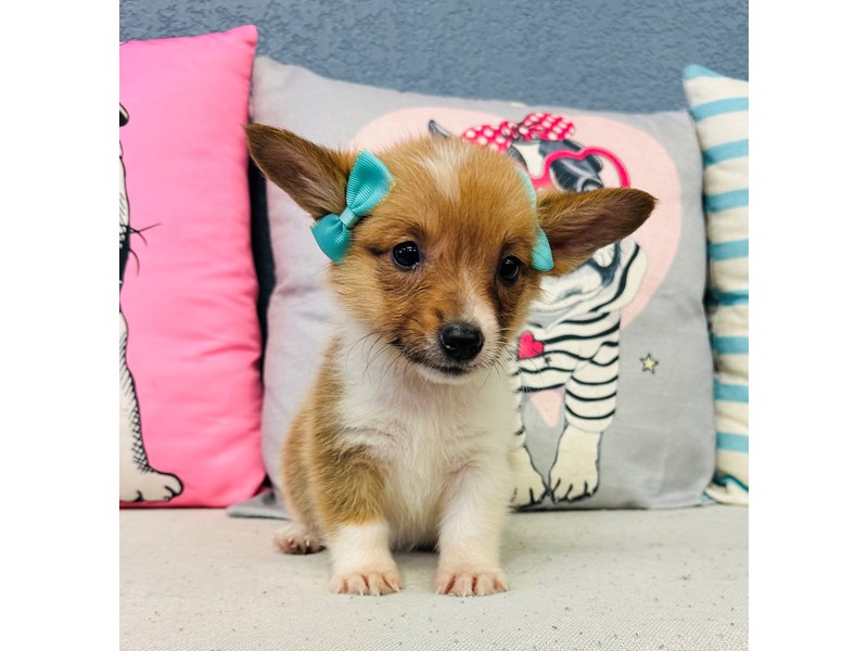 Corgi