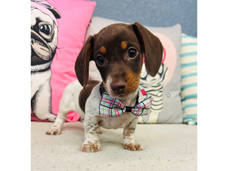 Dachshund – Luca