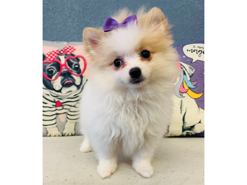 Pomeranian – mystique priscilla barham