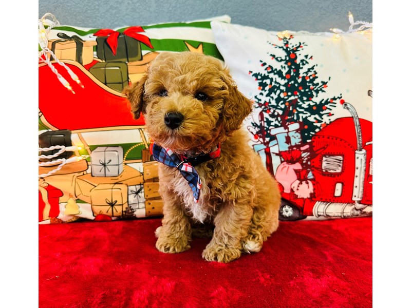 Miniature Poodle