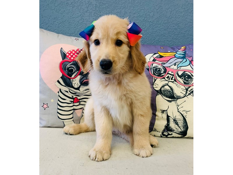 Golden Retriever – Caroline