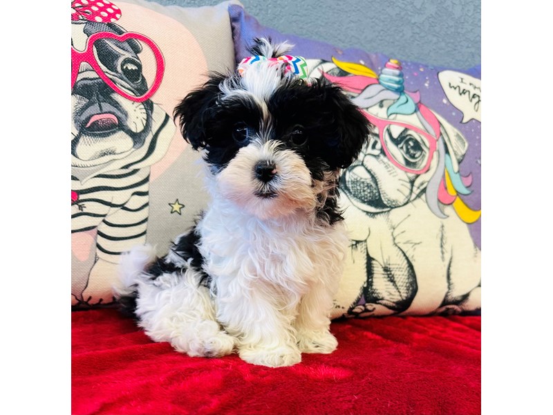 Shih Poo – Lana