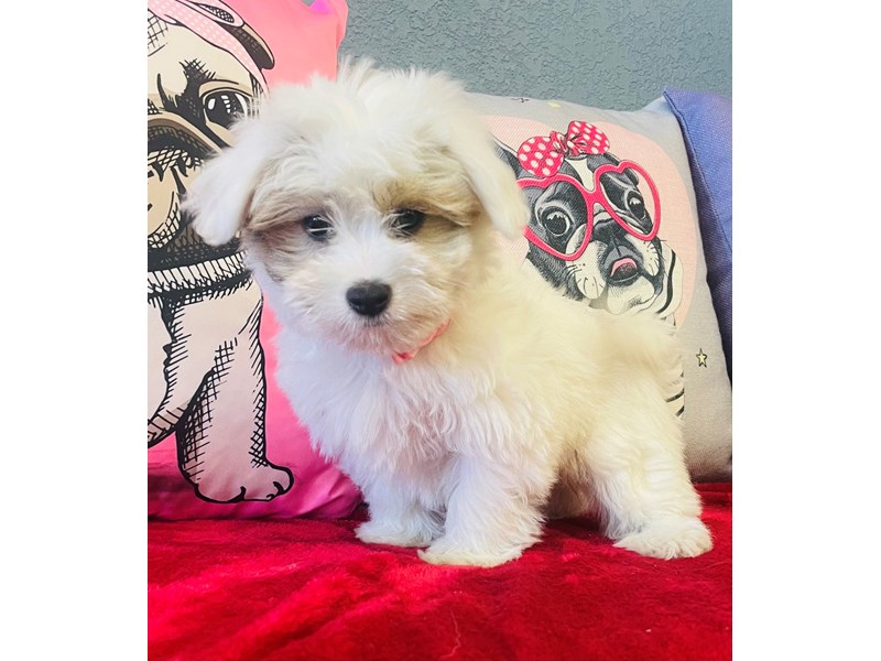 Coton De Tulear