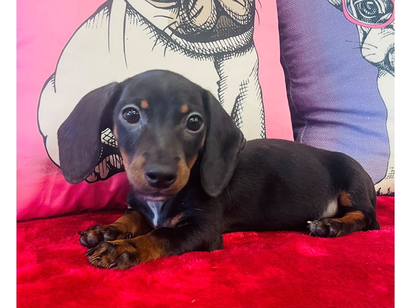 Dachshund