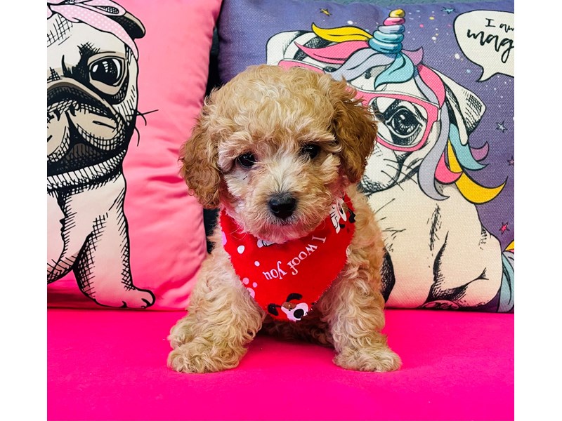 Cavapoo – Cash