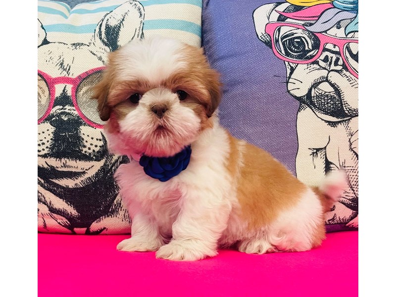 Shih Tzu