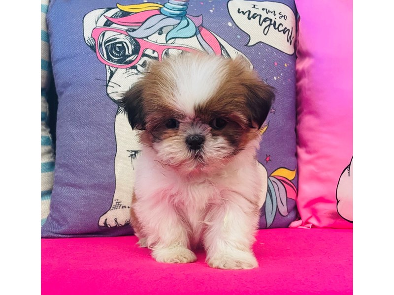 Shih Tzu