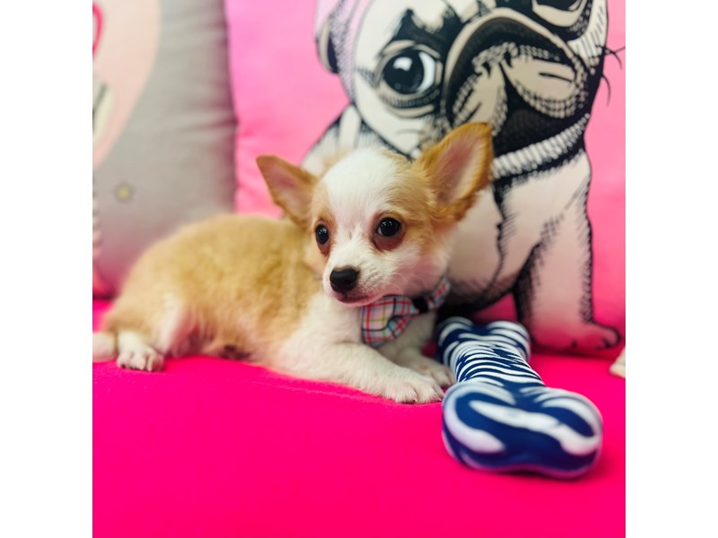 Chihuahua – nugget
