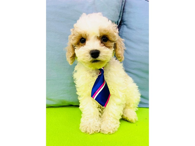Toy Poodle – 3327