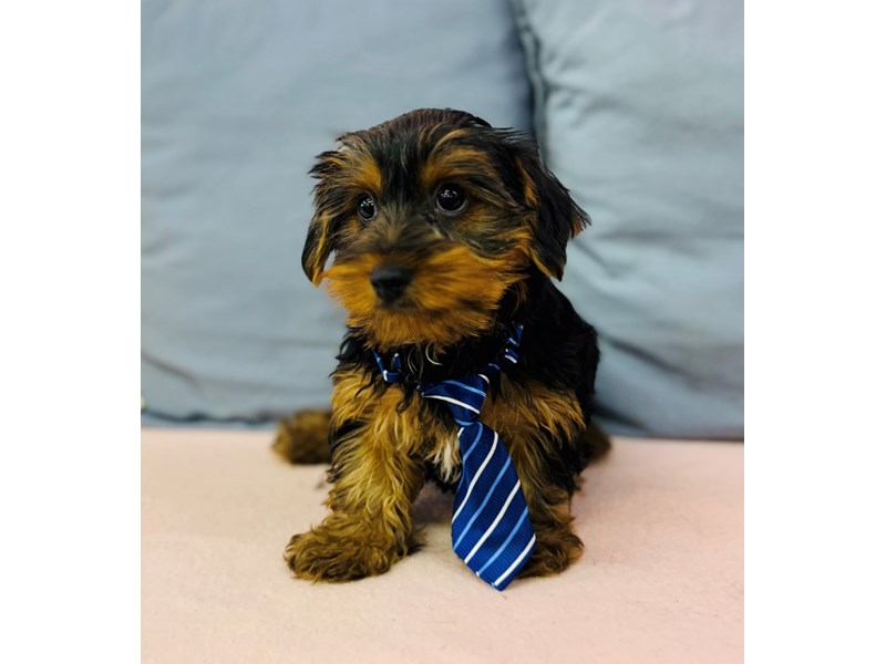 Yorkshire Terrier