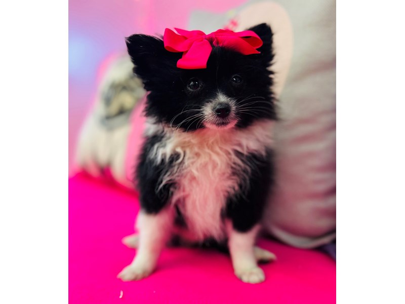 Pomeranian