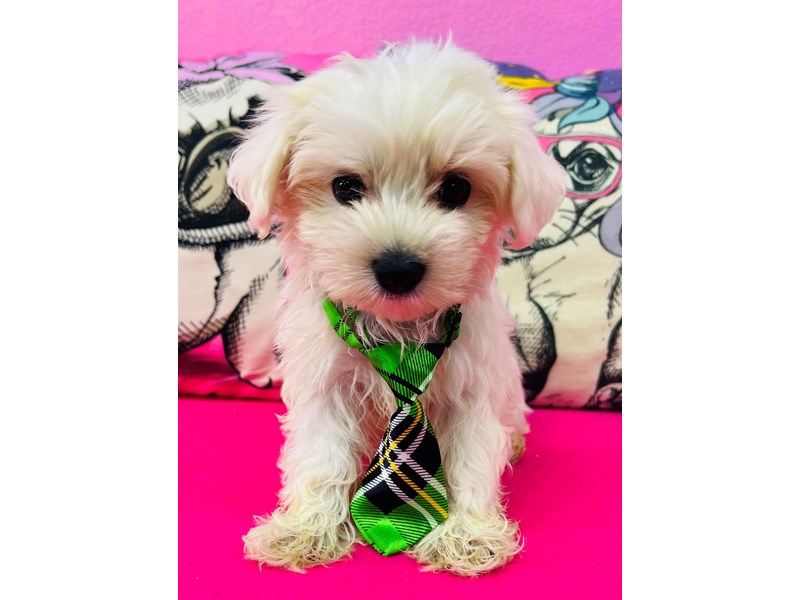 Maltese