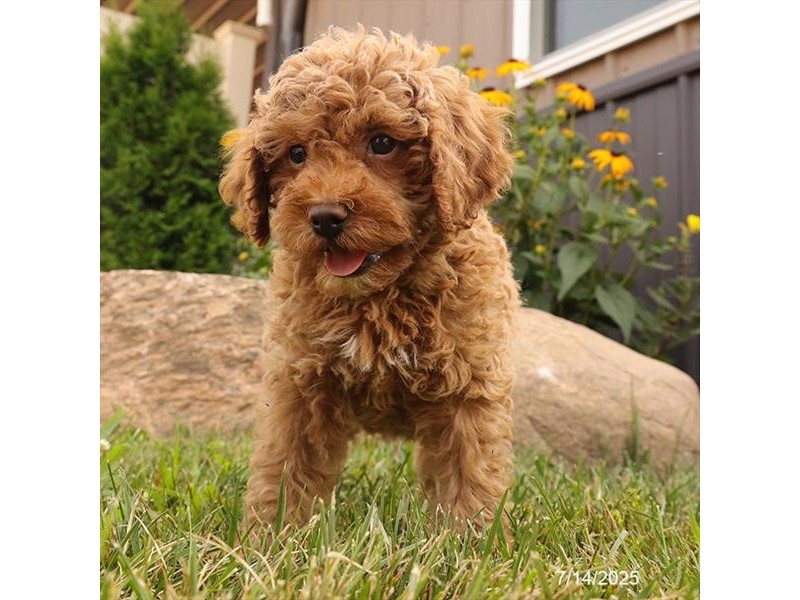 Miniature Poodle – Luna