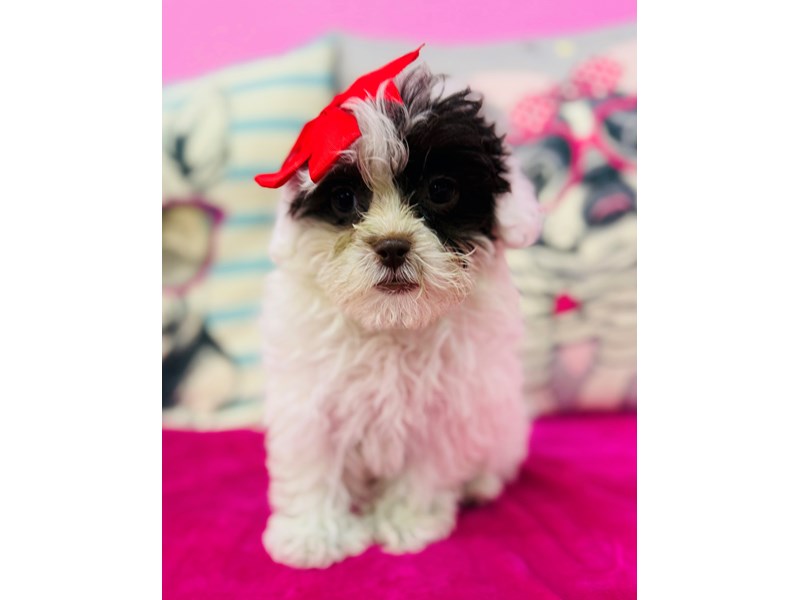 Shihpoo
