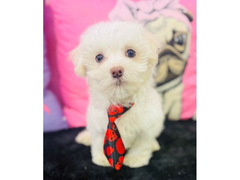 Maltese – 3738