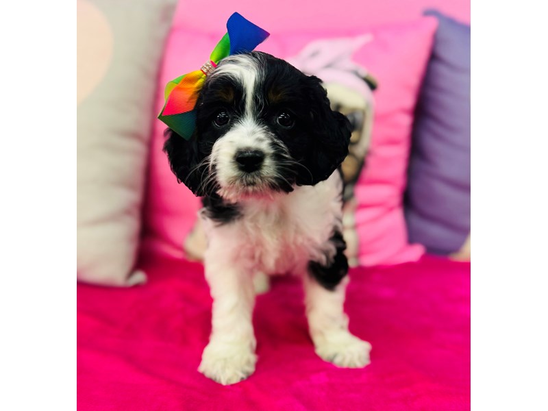 Cockapoo – 3662