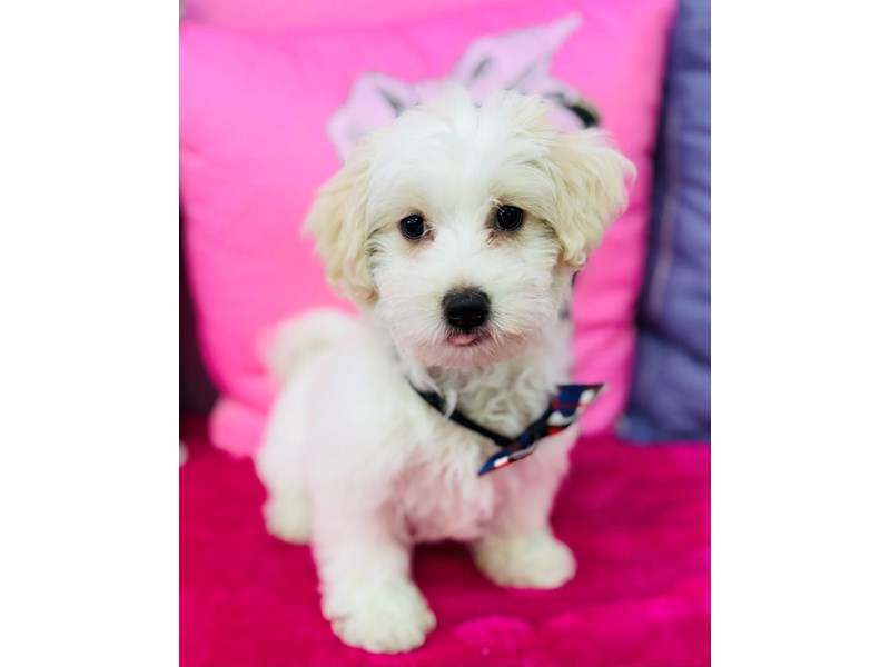 Maltipoo – 3682