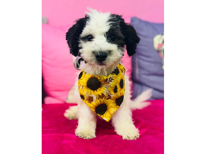 Teddy Bear – 3691