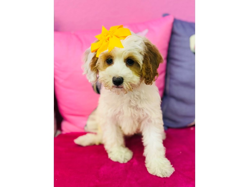 Cavapoo – 3700
