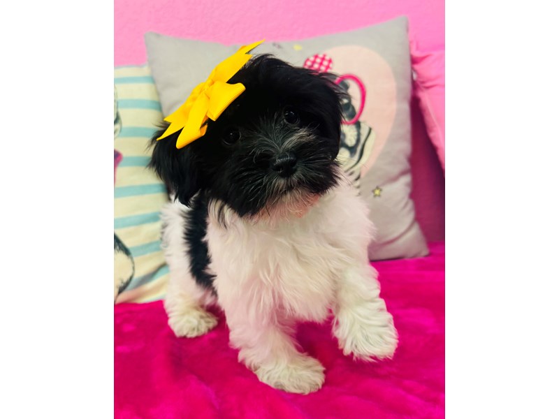 Havanese – 3721