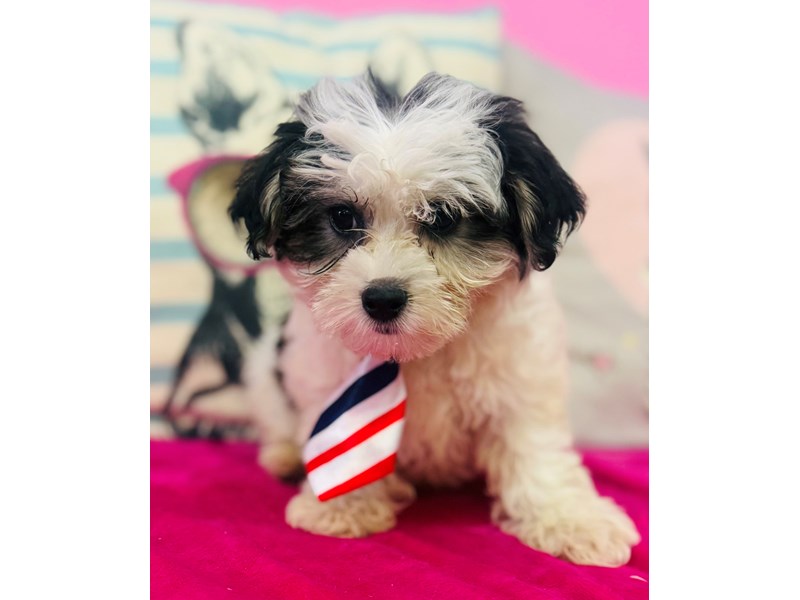 Morkie – 3726