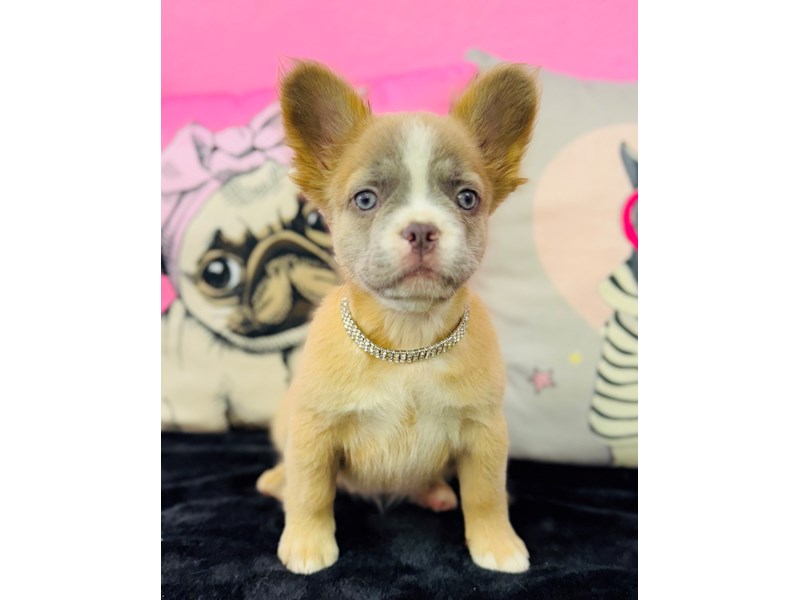 Fluffy French Bulldog – 3737