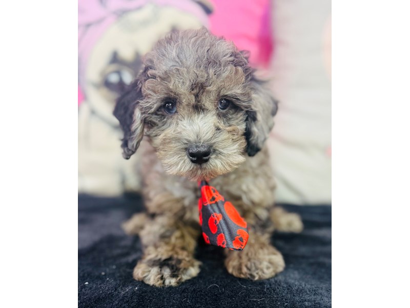 Miniature Poodle – 3739