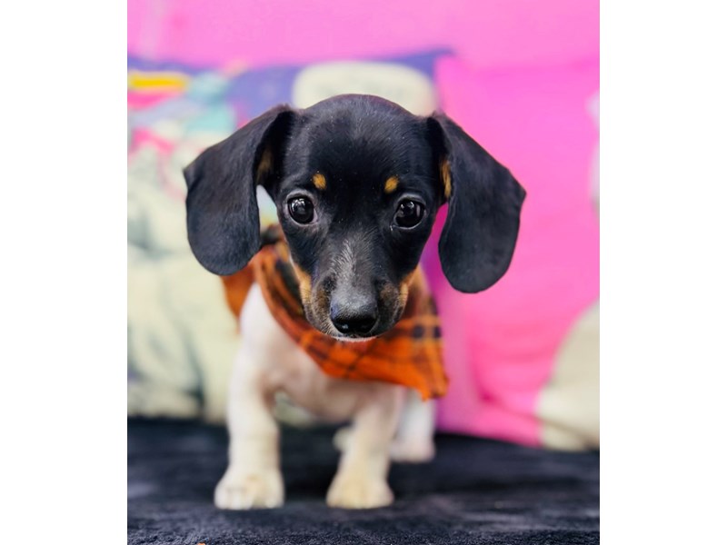 Dachshund – 3742