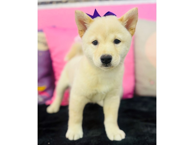 Shiba Inu – 3759