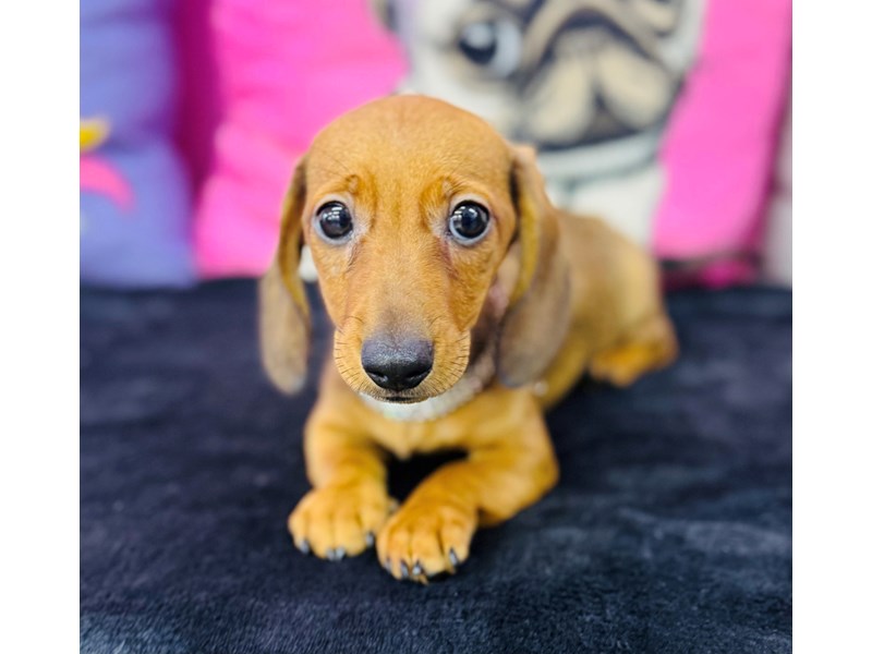 Dachshund – 3762
