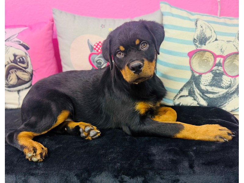 Rottweiler – 3761