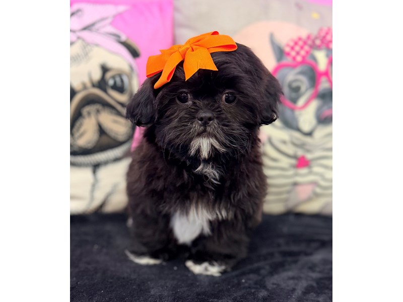 Shih Tzu – 3764
