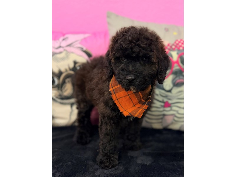Toy Poodle – 3767